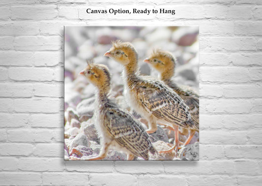 Bird Chick Photo Art Print with Cute Baby Quails as Gift for Bird Lover