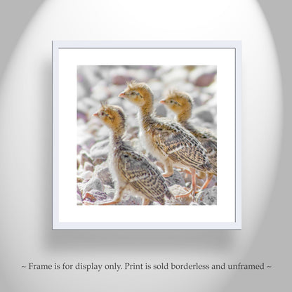Bird Chick Photo Art Print with Cute Baby Quails as Gift for Bird Lover