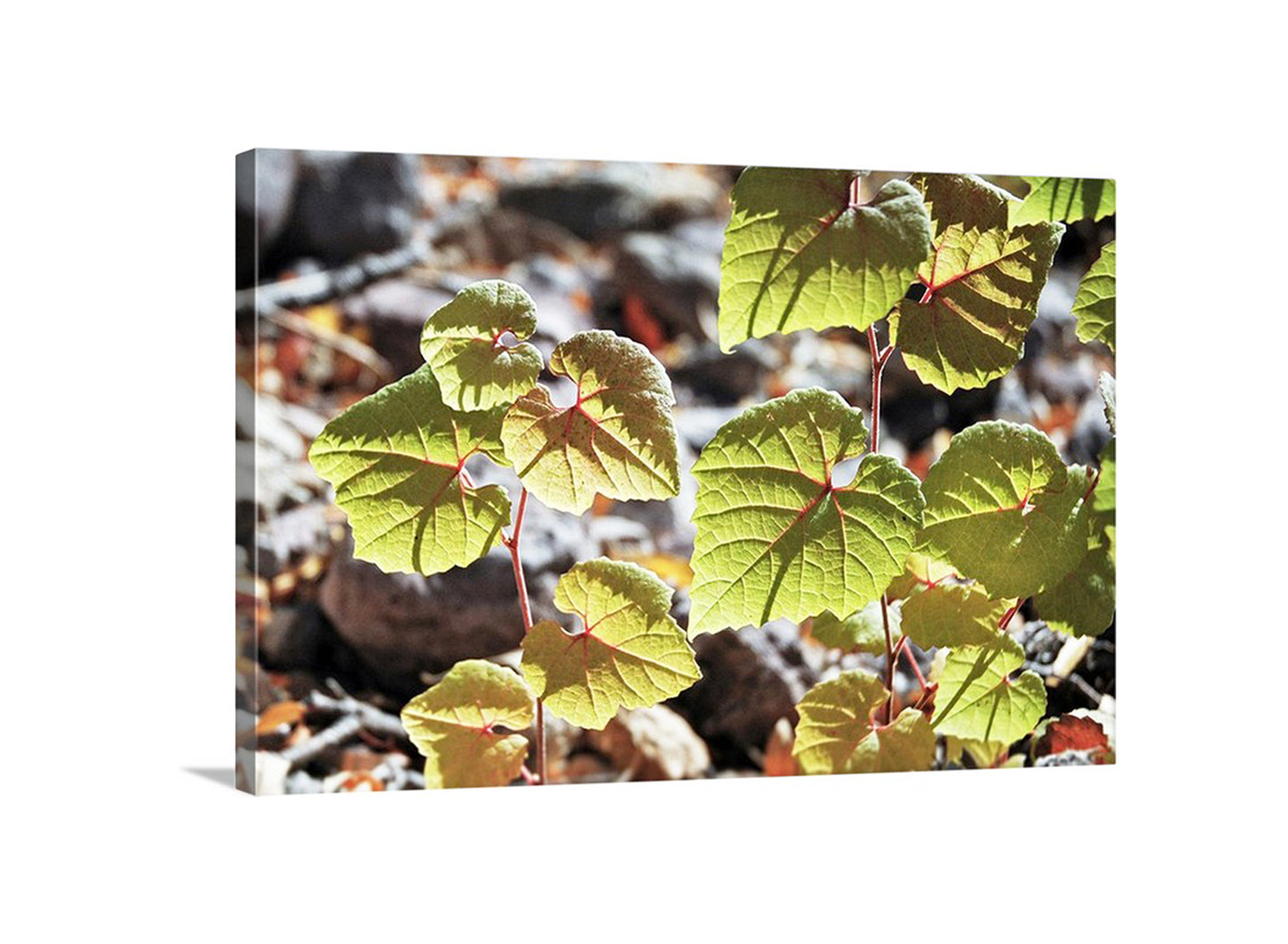 Close-up of green leaves with a blurred natural background. Nature Photography with Backlit Green Leaves in AZ Canyon
