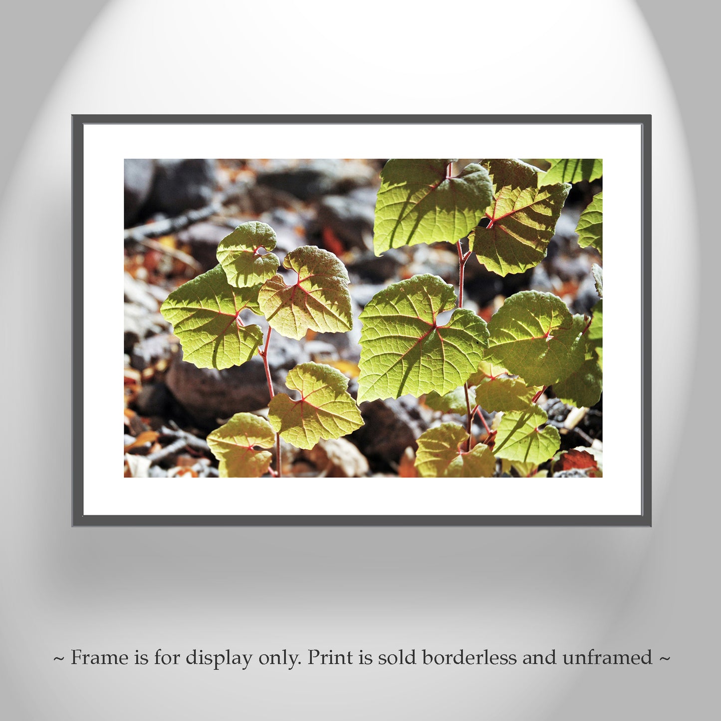 Nature Photography with Backlit Green Leaves in Arizona Canyon