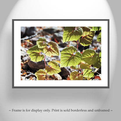 Nature Photography with Backlit Green Leaves in Arizona Canyon