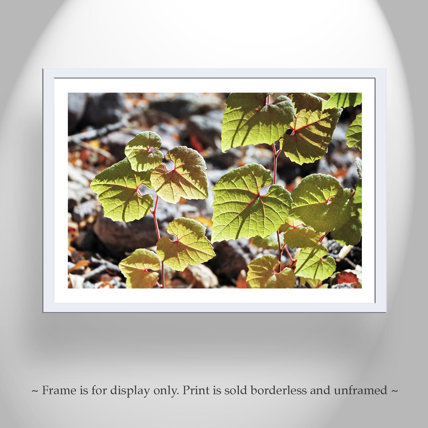 Nature Photography with Backlit Green Leaves in Arizona Canyon