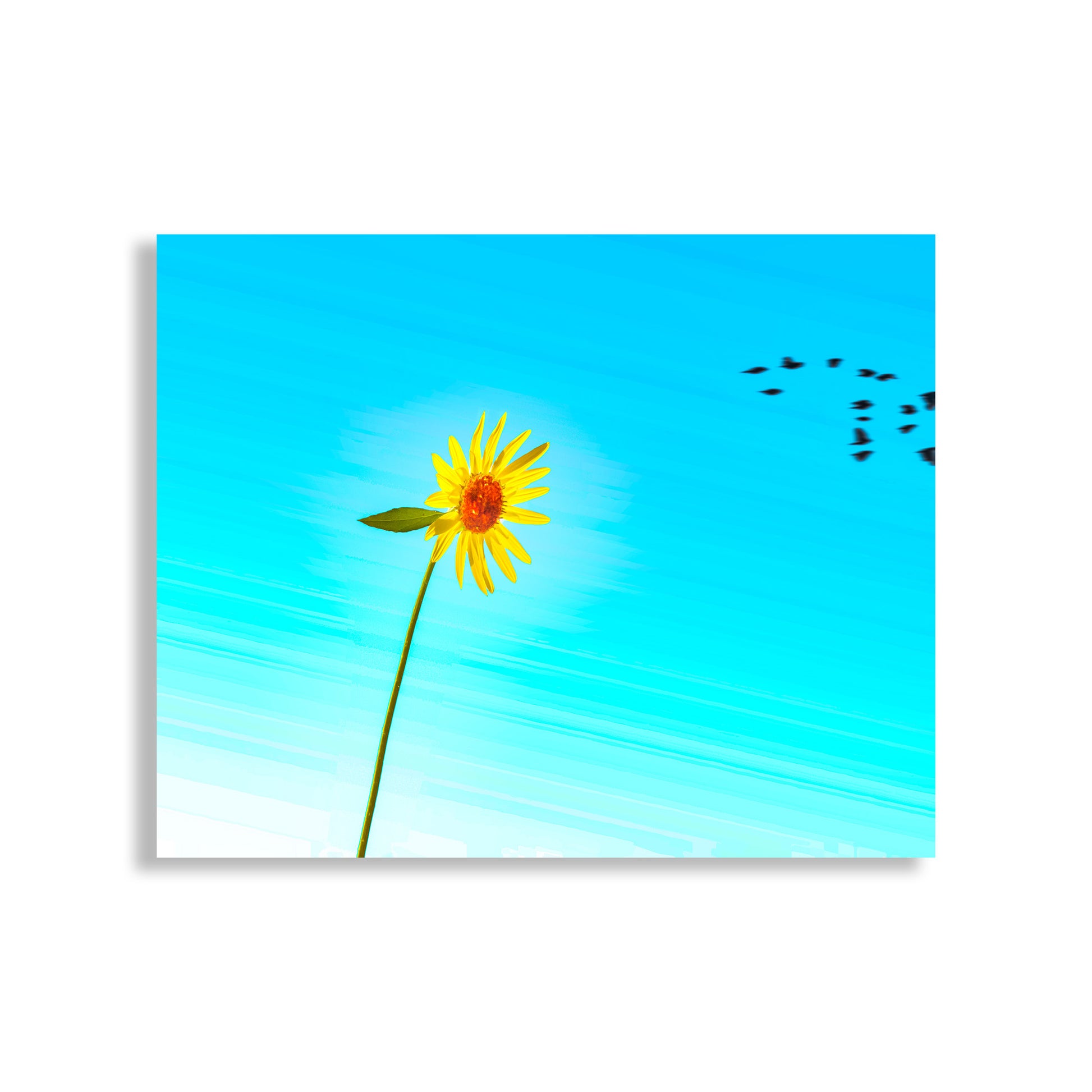 Yellow sunflower against a blue sky with birds. Sunflower Art Print Minimalist Wildflower Nature Photography | Tucson Arizona