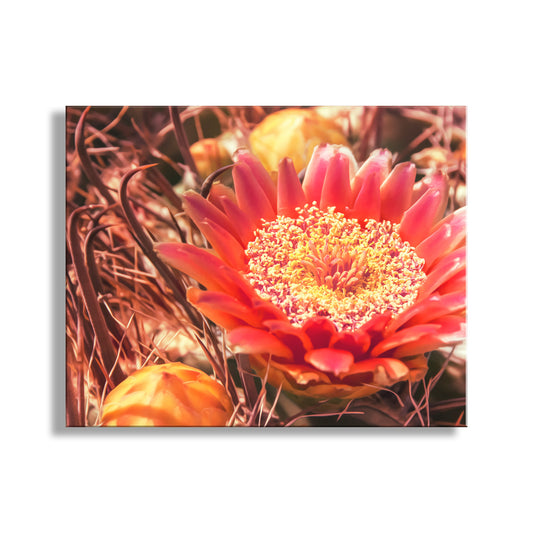 Cactus Flower Photography Wall Art with Desert Barrel Cactus
