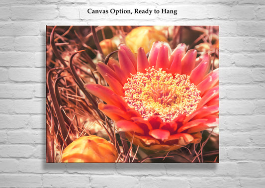 Cactus Flower Photography Wall Art with Desert Barrel Cactus
