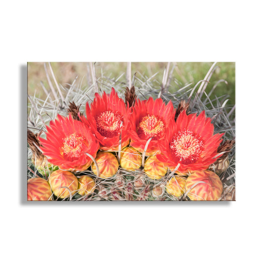 Red Barrel Cactus Flower Photography in Arizona Desert