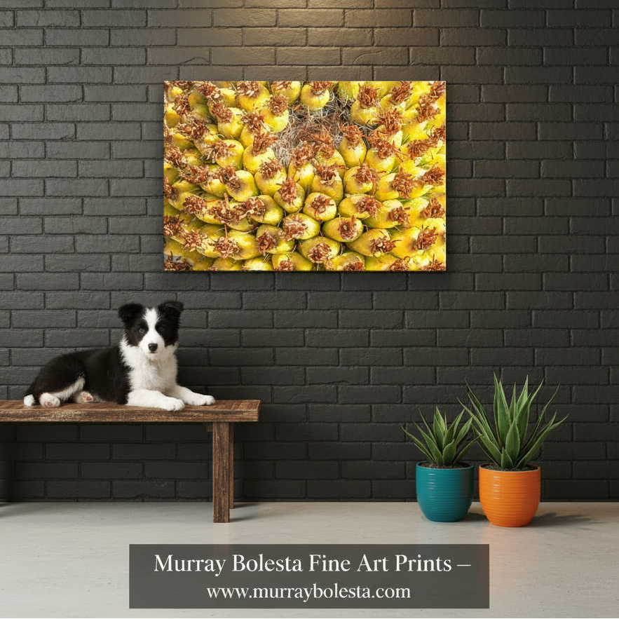Close-up of a pineapple with a white background. Yellow Cactus Fruit Picture as Bright Vibrant Art Gift from Arizona Desert by Murray Bolesta