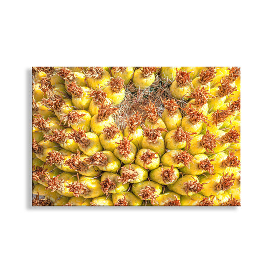 Close-up of a pineapple with a white background. Yellow Cactus Fruit Picture as Bright Vibrant Art Gift from Arizona Desert