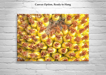 Yellow Cactus Fruit Picture as Bright Vibrant Art Gift from Arizona Desert