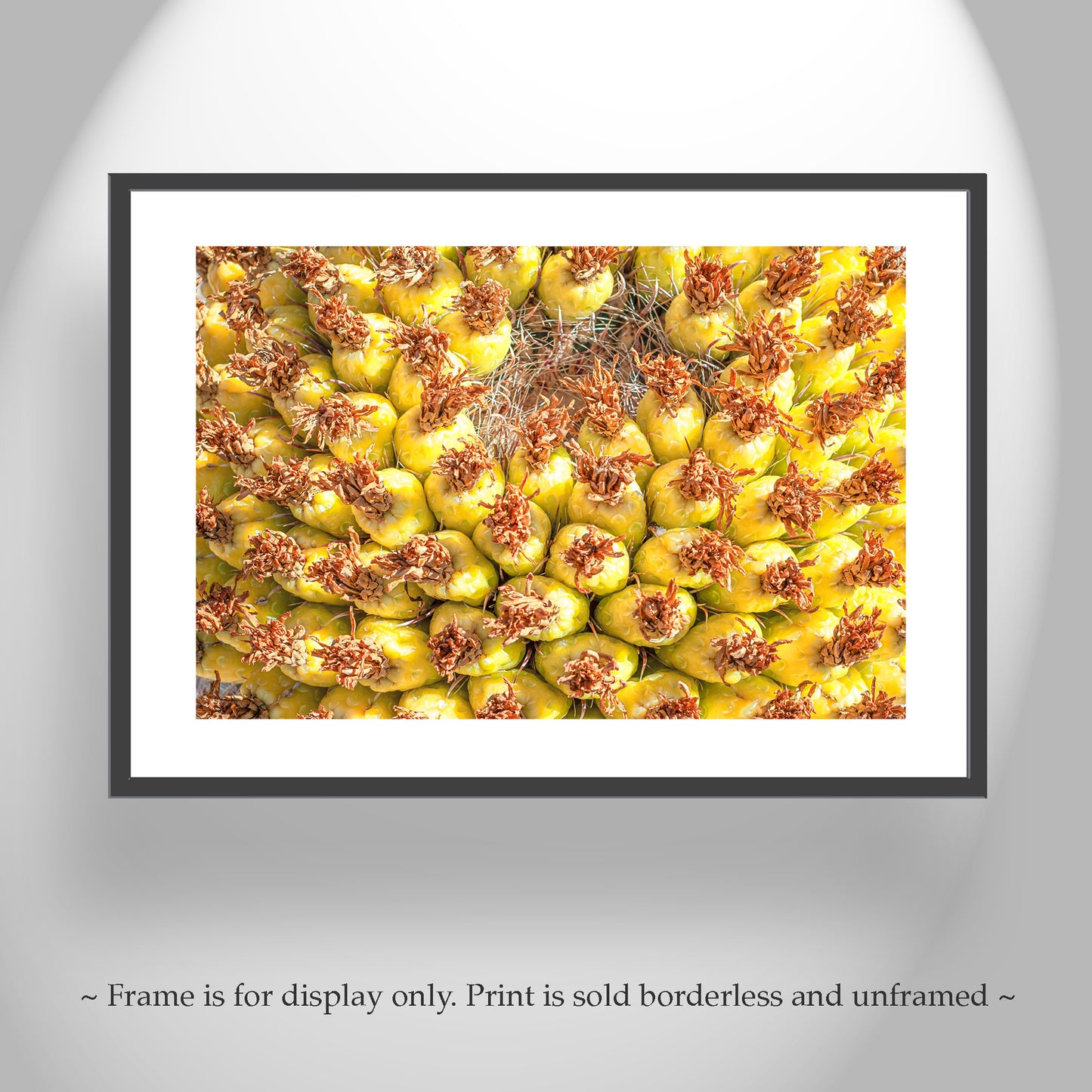 Yellow Cactus Fruit Picture as Bright Vibrant Art Gift from Arizona Desert