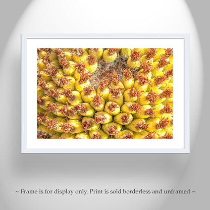 Yellow Cactus Fruit Picture as Bright Vibrant Art Gift from Arizona Desert