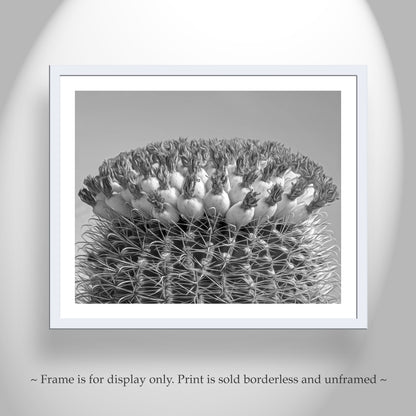 Barrel Cactus Black and White Photo in Arizona Desert