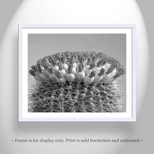 Barrel Cactus Black and White Photo in Arizona Desert