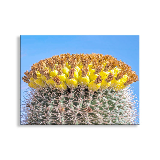 Barrel Cactus Fruit in Arizona as Colorful Desert Botanical Art