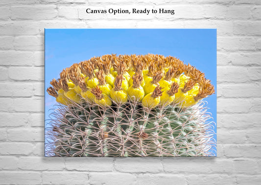 Barrel Cactus Fruit in Arizona as Colorful Desert Botanical Art