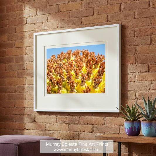 Close-up of a plant with yellow flowers and brown buds against a blue sky. Vibrant Arizona Desert Botanical Wall Print with Yellow Barrel Cactus Fruit by Murray Bolesta