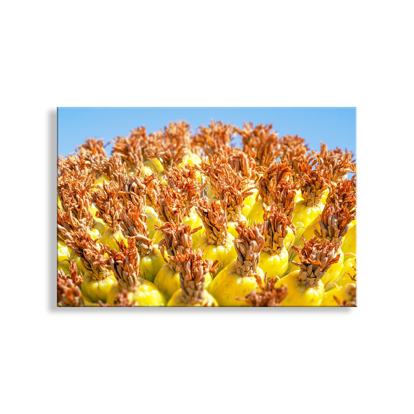 Close-up of a plant with yellow flowers and brown buds against a blue sky. Vibrant Arizona Desert Botanical Wall Print with Yellow Barrel Cactus Fruit