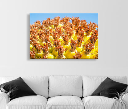 Vibrant Arizona Desert Botanical Wall Print with Yellow Barrel Cactus Fruit