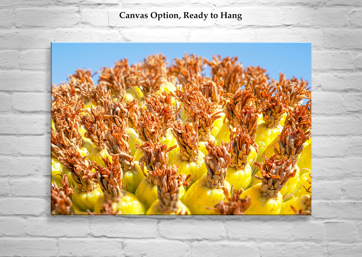 Vibrant Arizona Desert Botanical Wall Print with Yellow Barrel Cactus Fruit