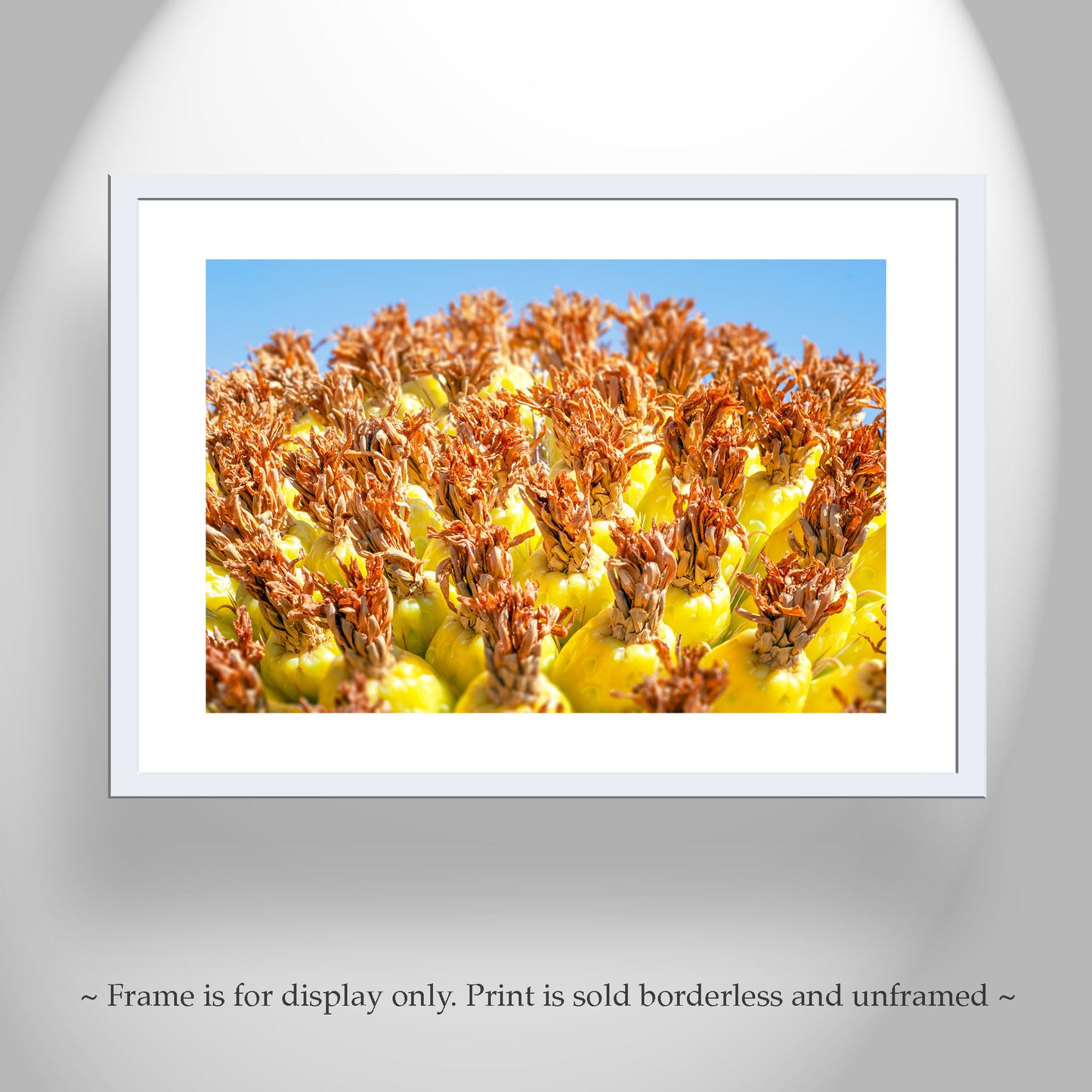 Vibrant Arizona Desert Botanical Wall Print with Yellow Barrel Cactus Fruit