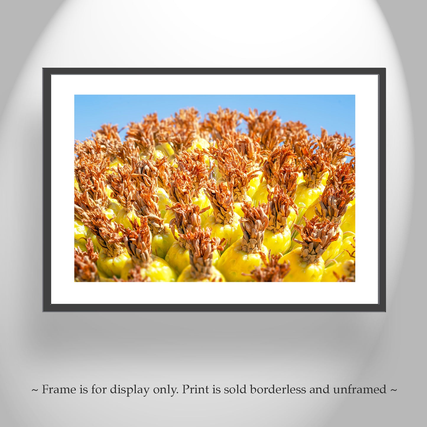 Vibrant Arizona Desert Botanical Wall Print with Yellow Barrel Cactus Fruit