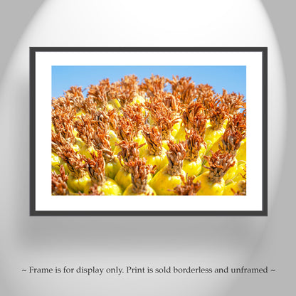 Vibrant Arizona Desert Botanical Wall Print with Yellow Barrel Cactus Fruit