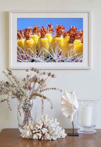 Southwestern Style Wall Art with Yellow Desert Cactus Fruit in Tucson Arizona