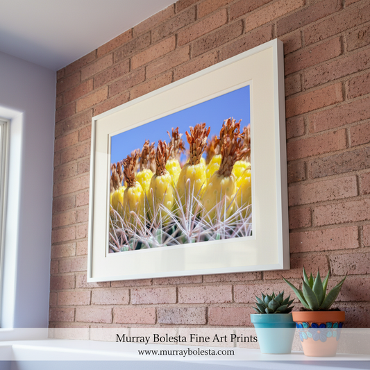Close-up of a barrel cactus with yellow flowers against a blue sky. Bold Southwestern Style Wall Art with Yellow Desert Cactus Fruit in Tucson Arizona by Murray Bolesta