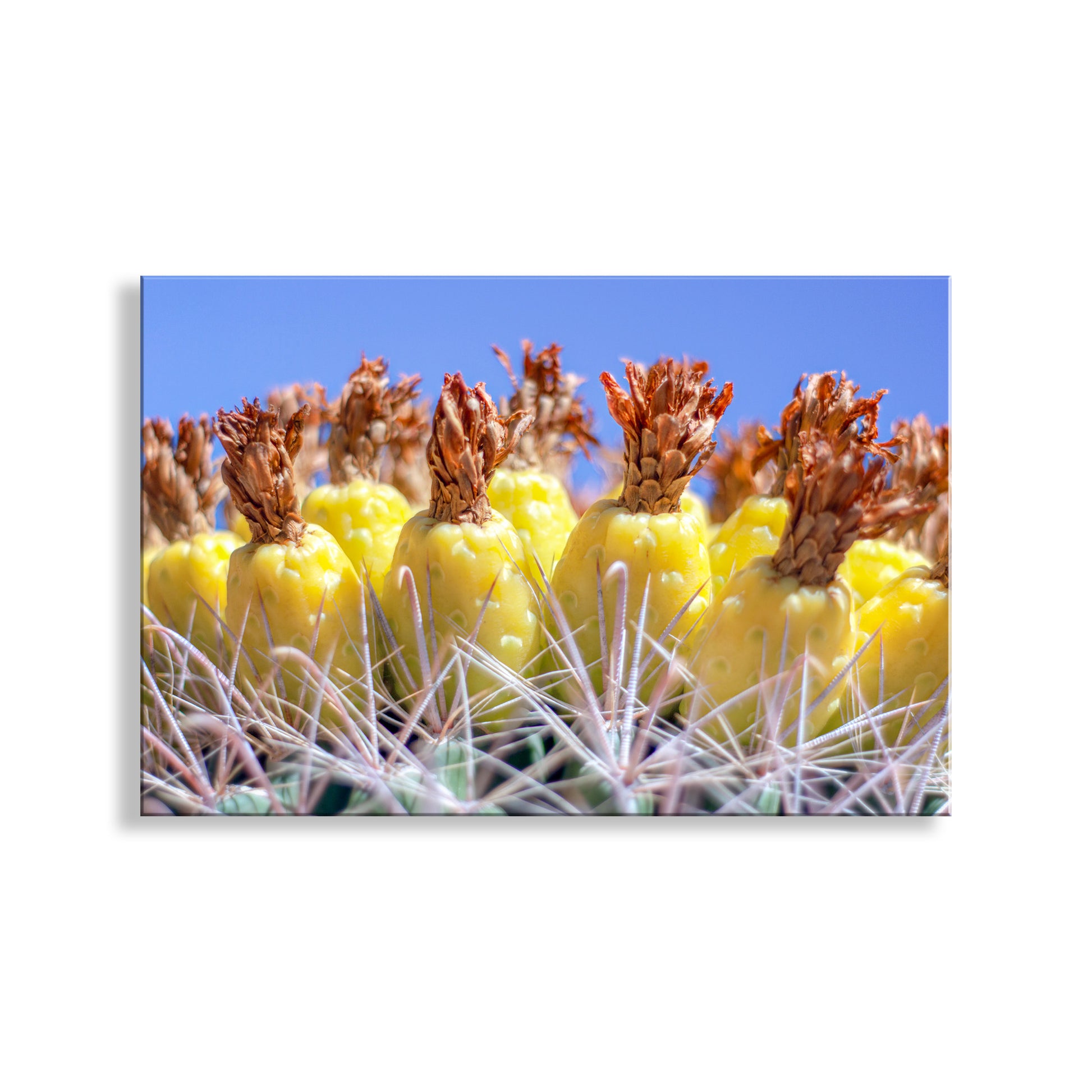 Close-up of a barrel cactus with yellow flowers against a blue sky. Bold Southwestern Style Wall Art with Yellow Desert Cactus Fruit in Tucson Arizona
