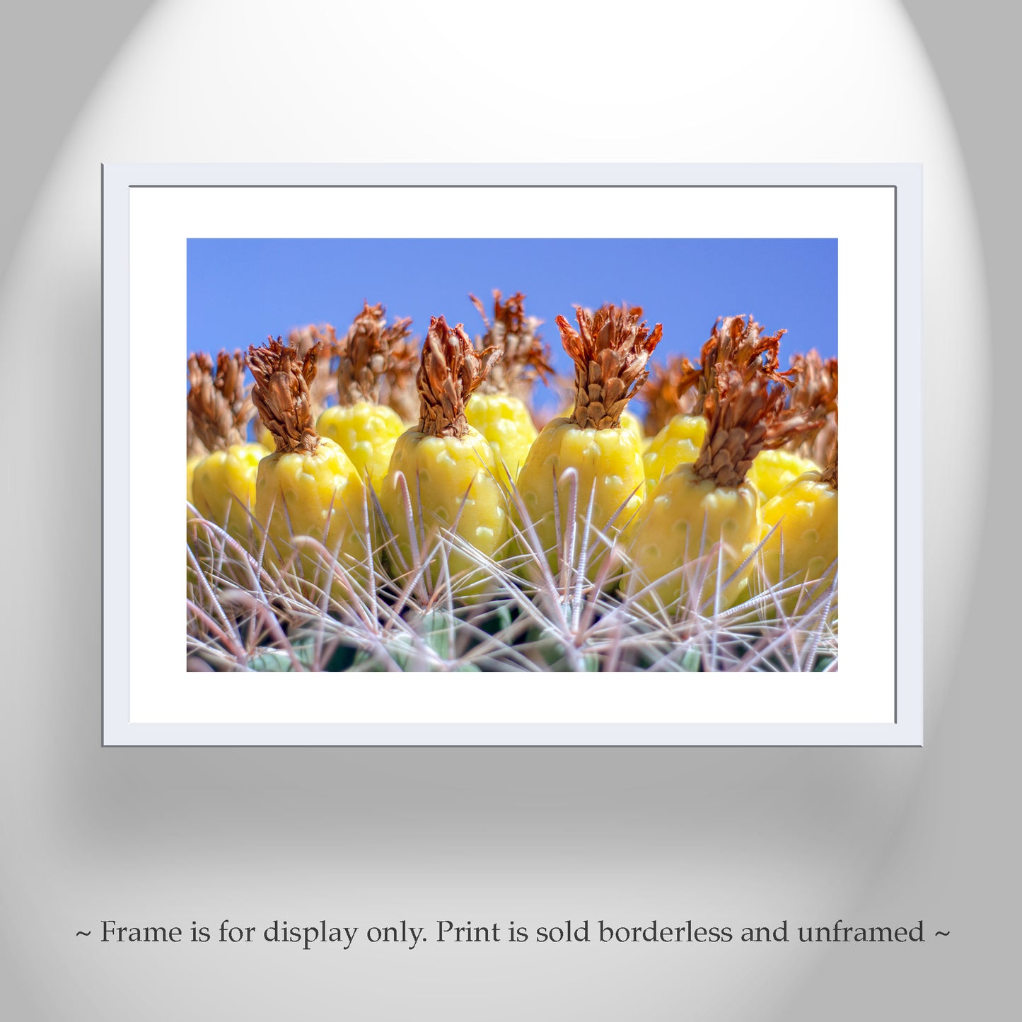 Southwestern Style Wall Art with Yellow Desert Cactus Fruit in Tucson Arizona