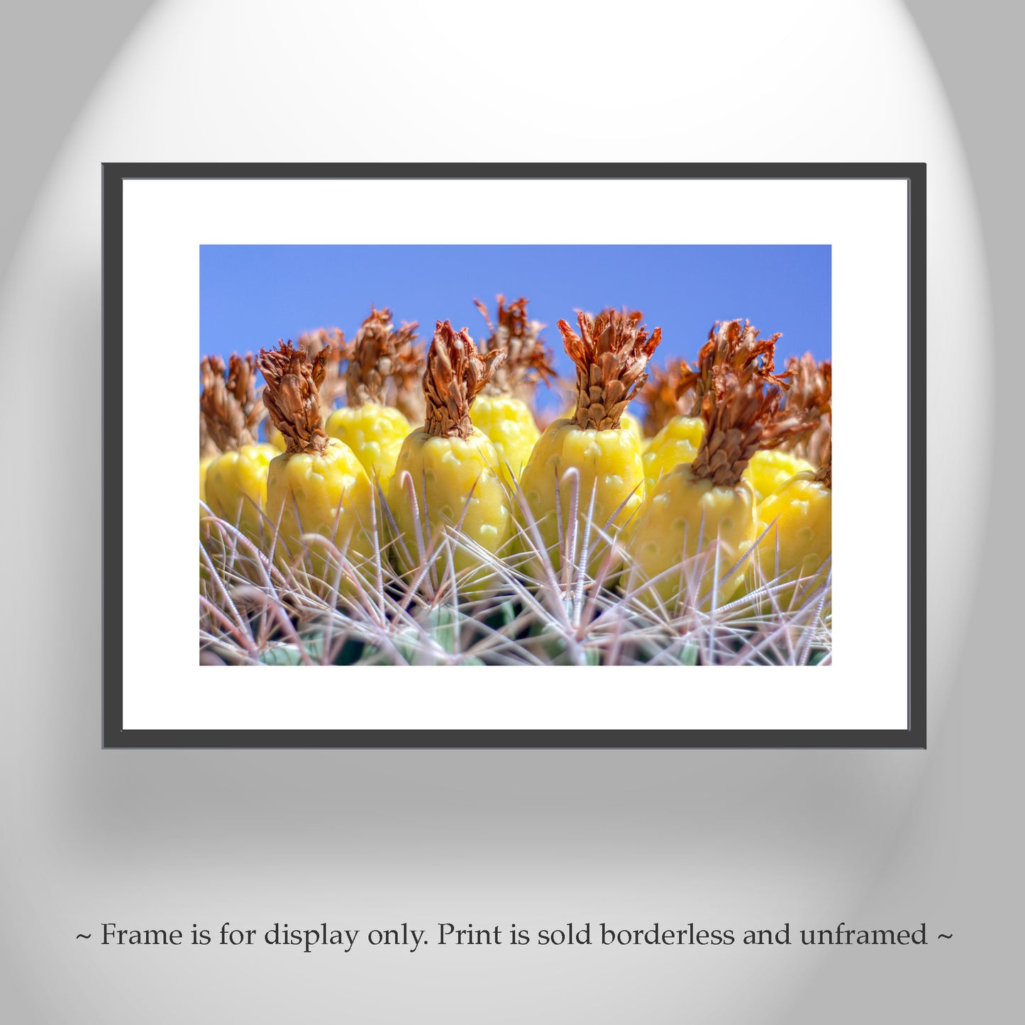 Southwestern Style Wall Art with Yellow Desert Cactus Fruit in Tucson Arizona