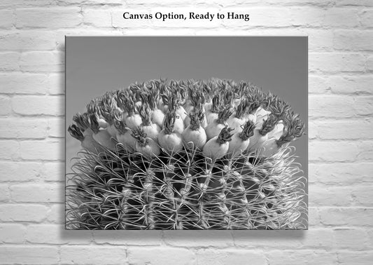 Barrel Cactus Black and White Photo in Arizona Desert