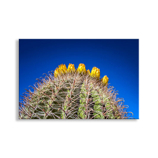 Cactus Flowers in Arizona Desert as Bold Desert Wall Decor