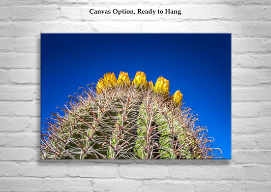Cactus Flowers in Arizona Desert as Bold Desert Wall Decor