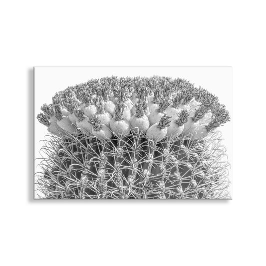 Cactus Decor in Black and White with Barrel Cactus and Tuna Fruit