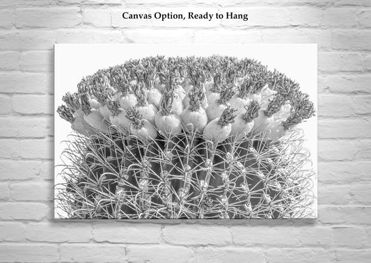 Cactus Decor in Black and White with Barrel Cactus and Tuna Fruit