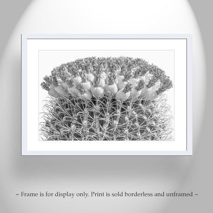 Cactus Decor in Black and White with Barrel Cactus and Tuna Fruit