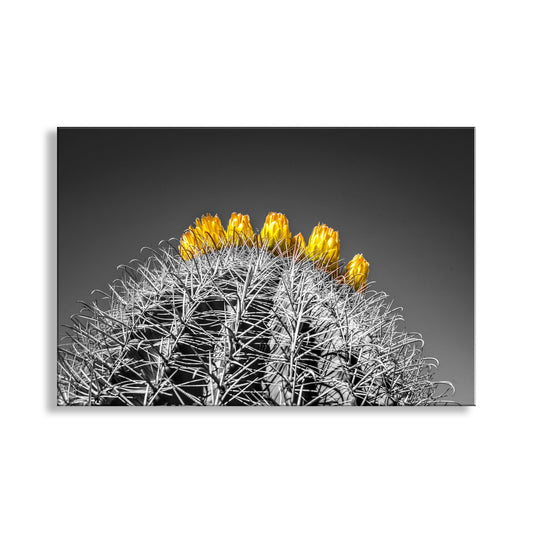 Barrel Cactus Art in Arizona Desert in Black and White | Southwest Decor