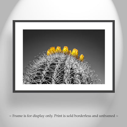 Barrel Cactus Art in Arizona Desert in Black and White | Southwest Decor