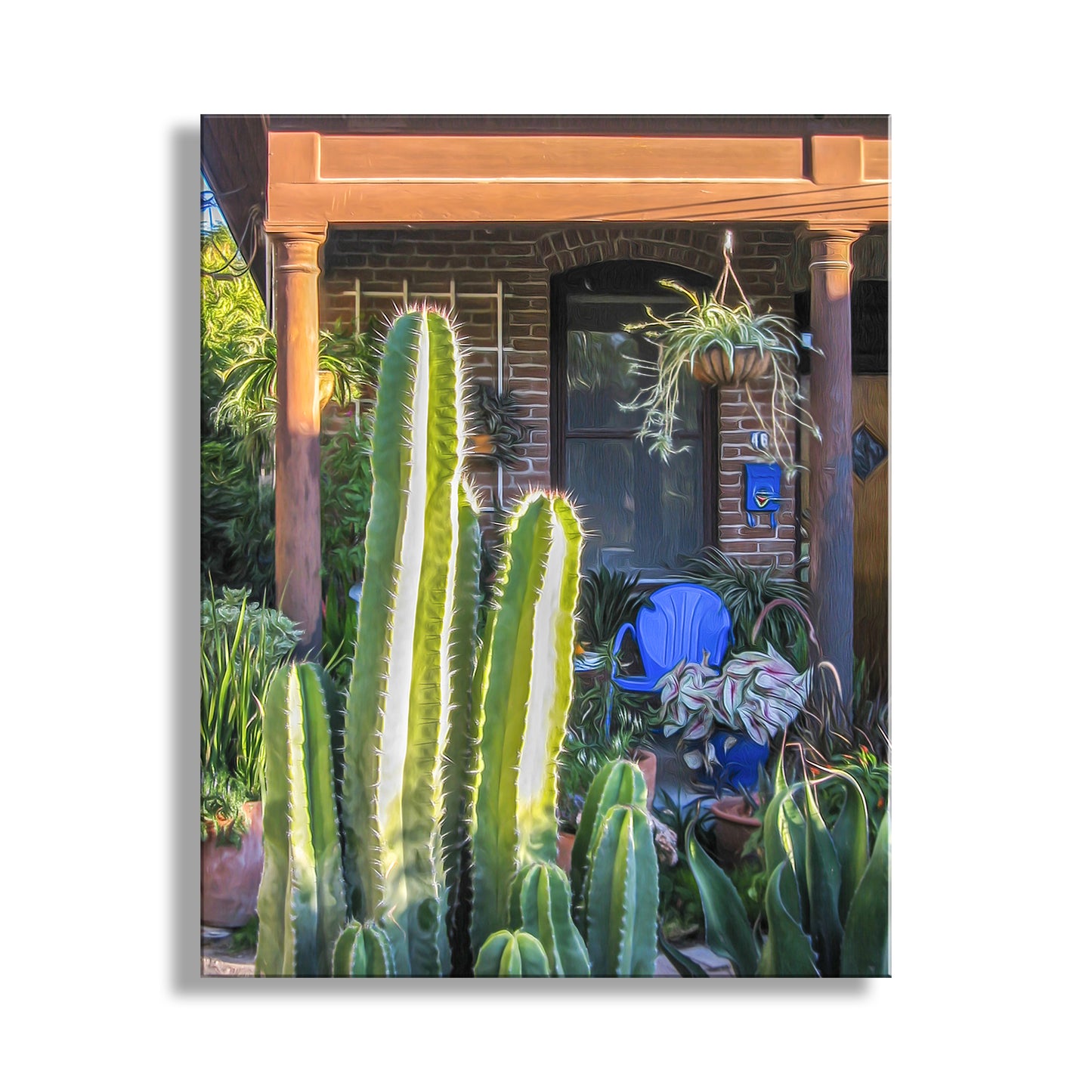 Cactus plants in a garden with a building in the background. Vintage Tucson Barrio Viejo Wall Art with Southwest Desert Vibe