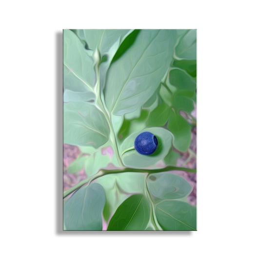 Close-up of a blue berry on green leaves with a white background. Cascades Forest Nature Photography with Wild Blueberry. Washington State.