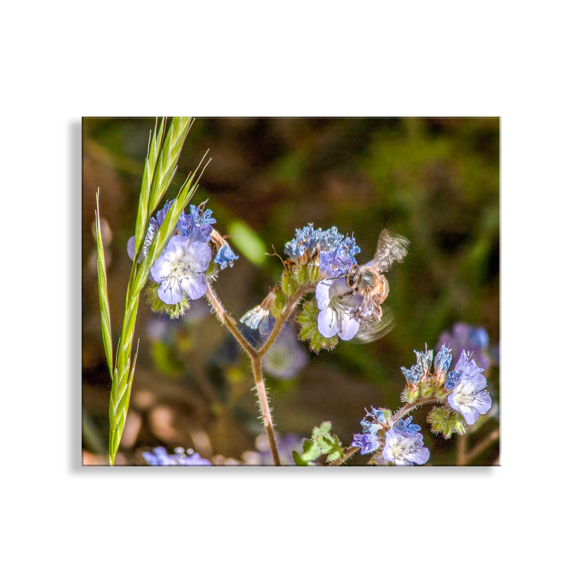 Close-up of a bee on a purple flower with a blurred natural background. Bee and Arivaca Arizona Wildflower Botanical Art | Nature Wall Decor