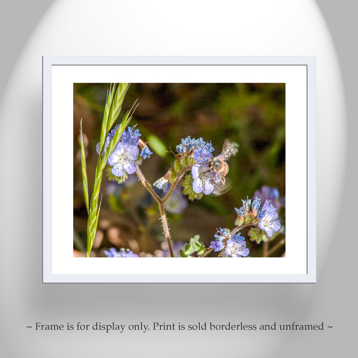 Bee and Arivaca Arizona Wildflower Botanical Art | Nature Lover Gift