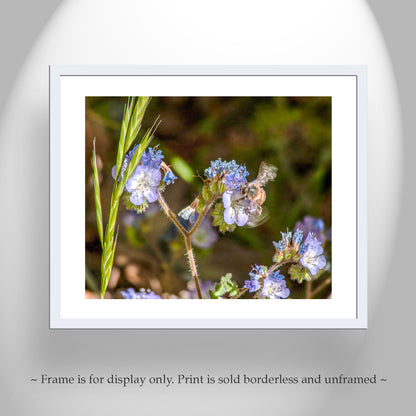 Bee and Arivaca Arizona Wildflower Botanical Art | Nature Lover Gift