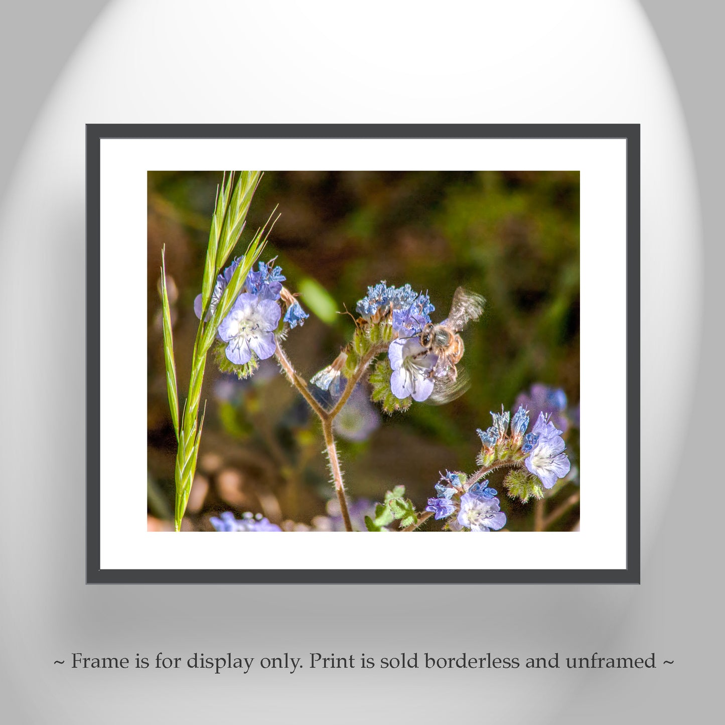 Bee and Arivaca Arizona Wildflower Botanical Art | Nature Lover Gift