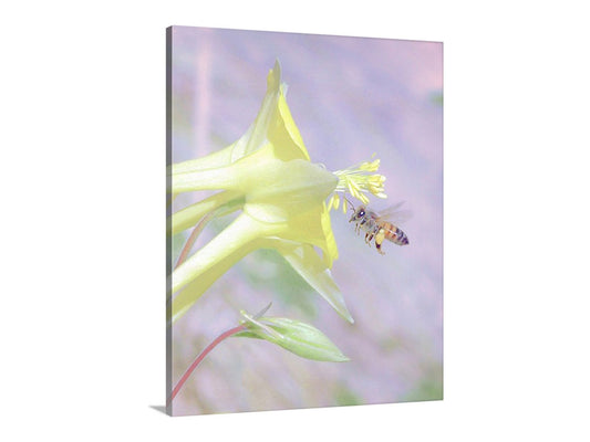 Pastel Yellow Columbine Flower Art Print with Bumble Bee