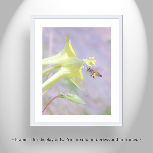 Pastel Yellow Columbine Flower Art Print with Bumble Bee