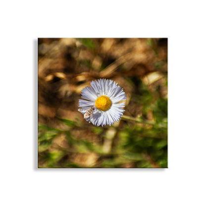Close-up of a daisy flower with a blurred natural background. Fine Art Nature Photography with Arizona Wildflower and Bumble Bee