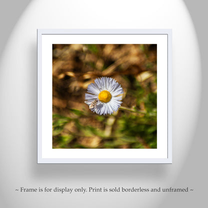 Fine Art Nature Photography with Arizona Wildflower and Bumble Bee