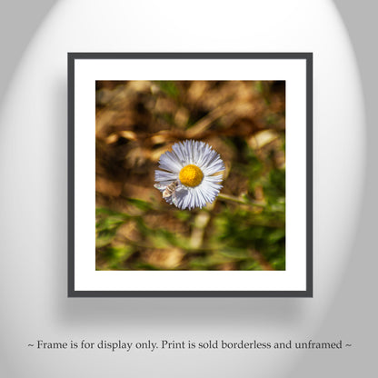 Fine Art Nature Photography with Arizona Wildflower and Bumble Bee
